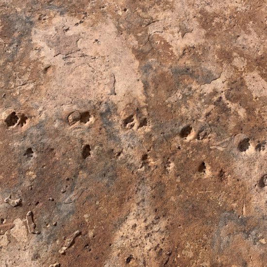Trackways in the Coconino on South Kaibab