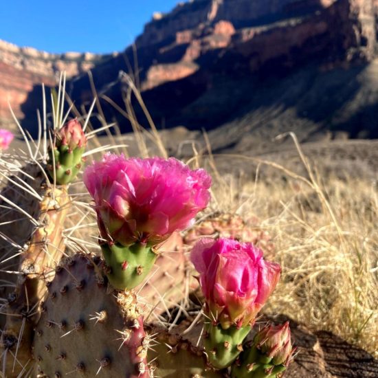 Grand Canyon Prickly Pear Cactus