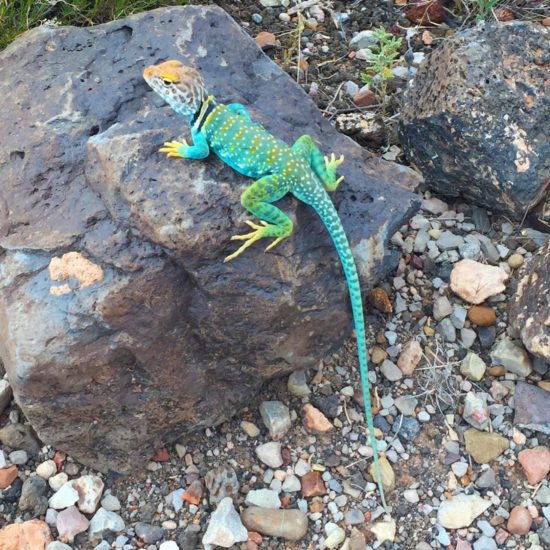 Male Collared Lizard in Arizona