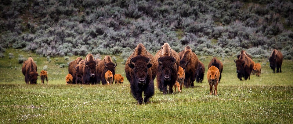 Yellowstone Bison Buffalo